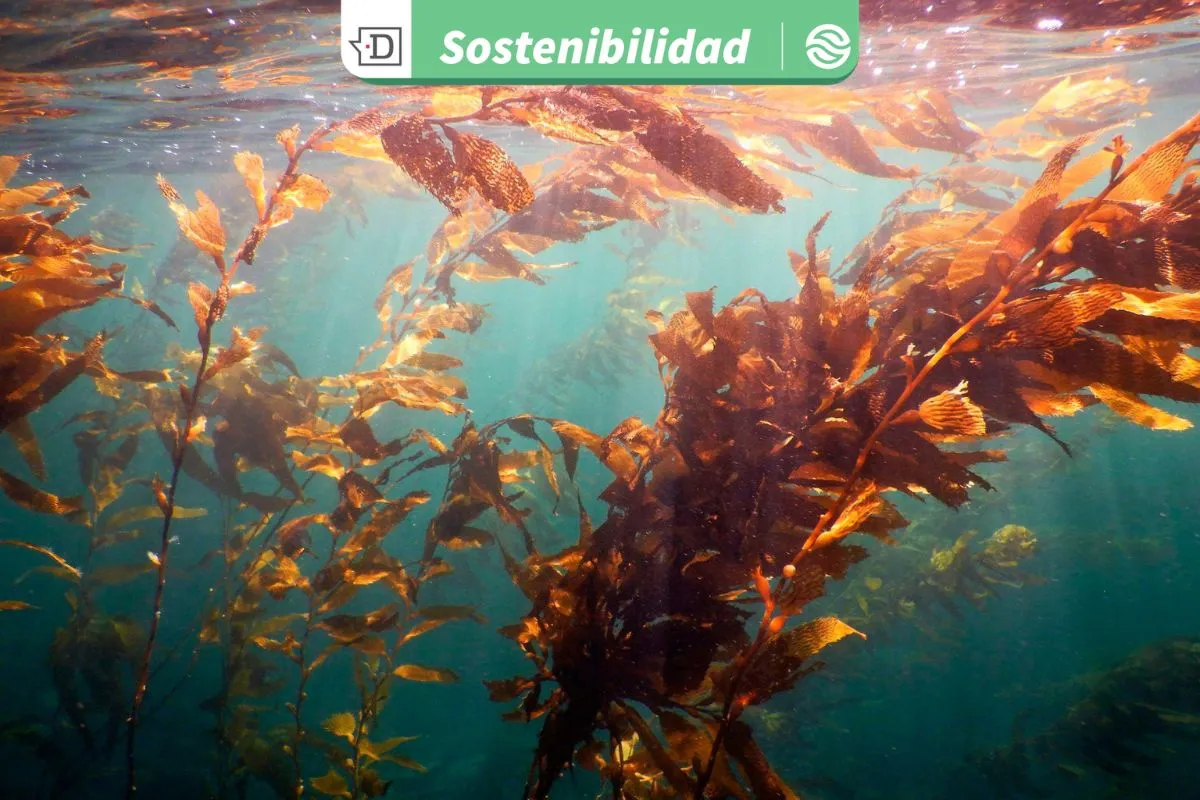 Instancia internacional convocará a investigadores para mapear bosques de macroalgas en Latinoamérica