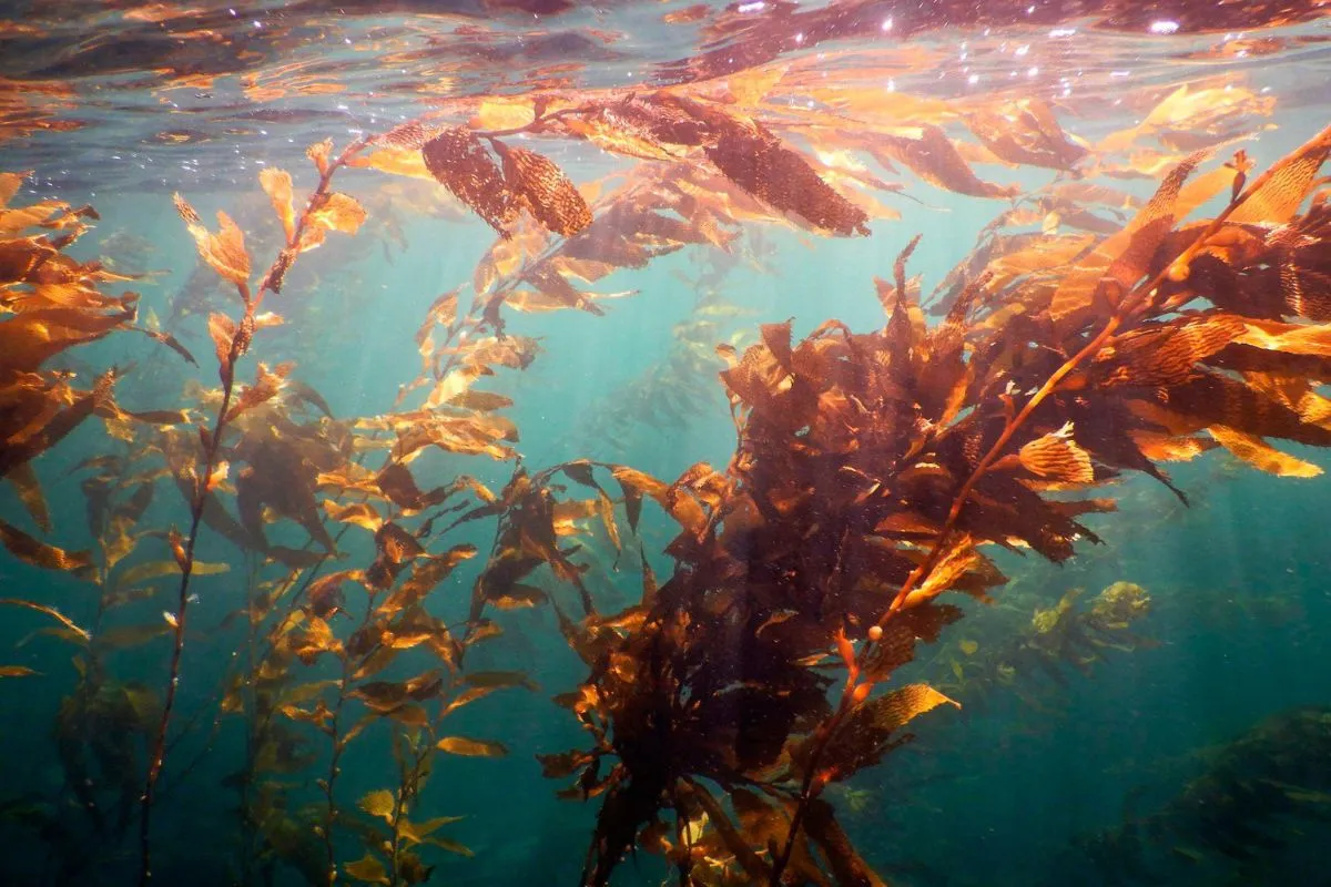 Instancia internacional convocará a investigadores para mapear bosques de macroalgas en Latinoamérica