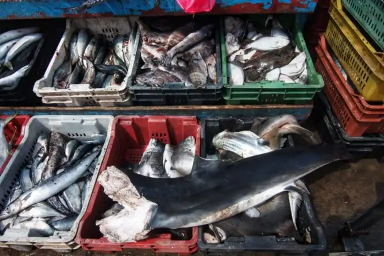 Tiburones juveniles en peligro de extinción se venden para consumo como “tollo” o “albacorilla” en caletas de Chile