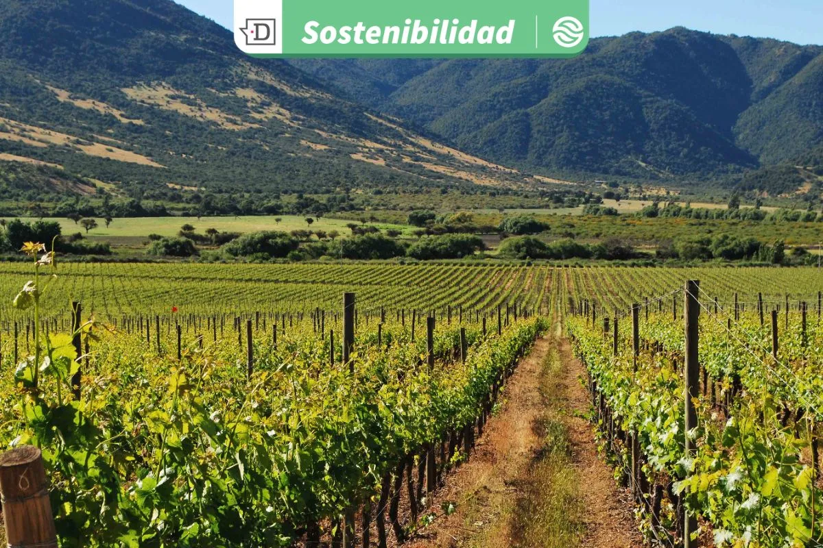 23 viñas del Valle de Colchagua fueron reconocidas por su gestión hídrica en el marco de la Vendimia 2026