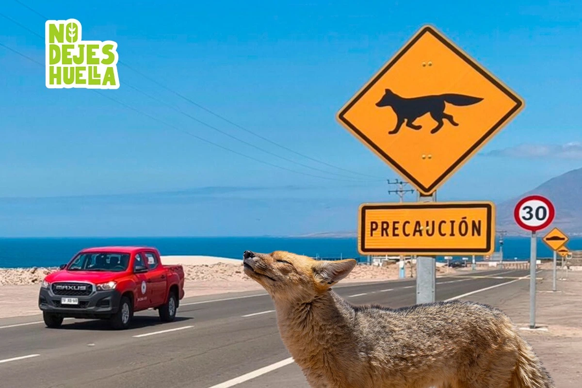 Lento por la fauna: Crece la campaña ciudadana que invita a manejar lento para no atropellar animales nativos