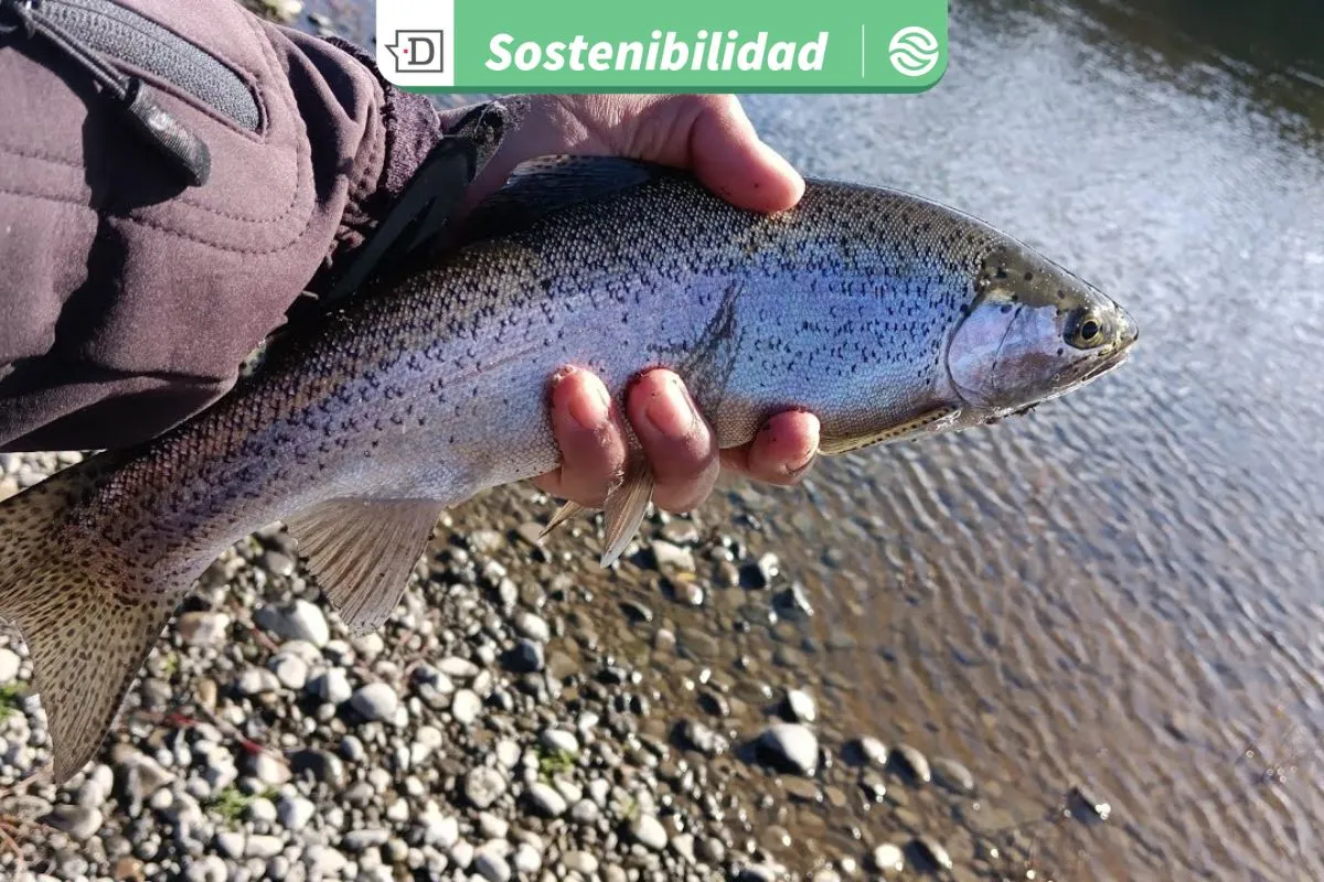 Científicos chilenos serán pioneros en Sudamérica al construir ríos artificiales para estudiar especies invasoras