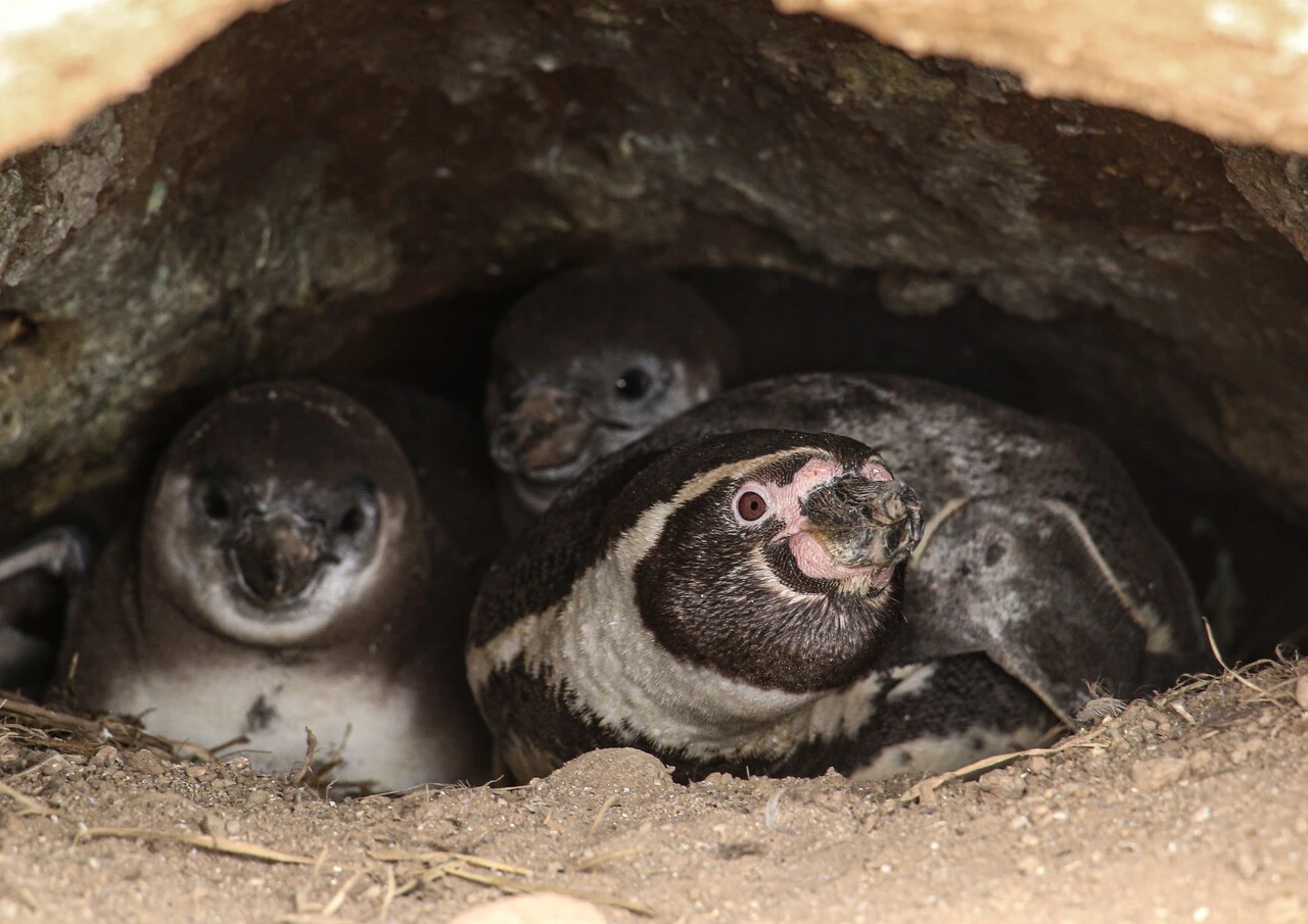 Oposición critica a Kast por retirar decretos medioambientales: 