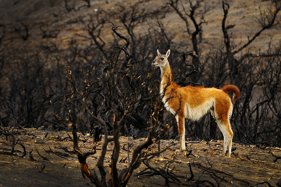 Organizaciones y defensores ambientales en alerta por retiro de decretos: Afectarán “la vida y la salud de las personas”