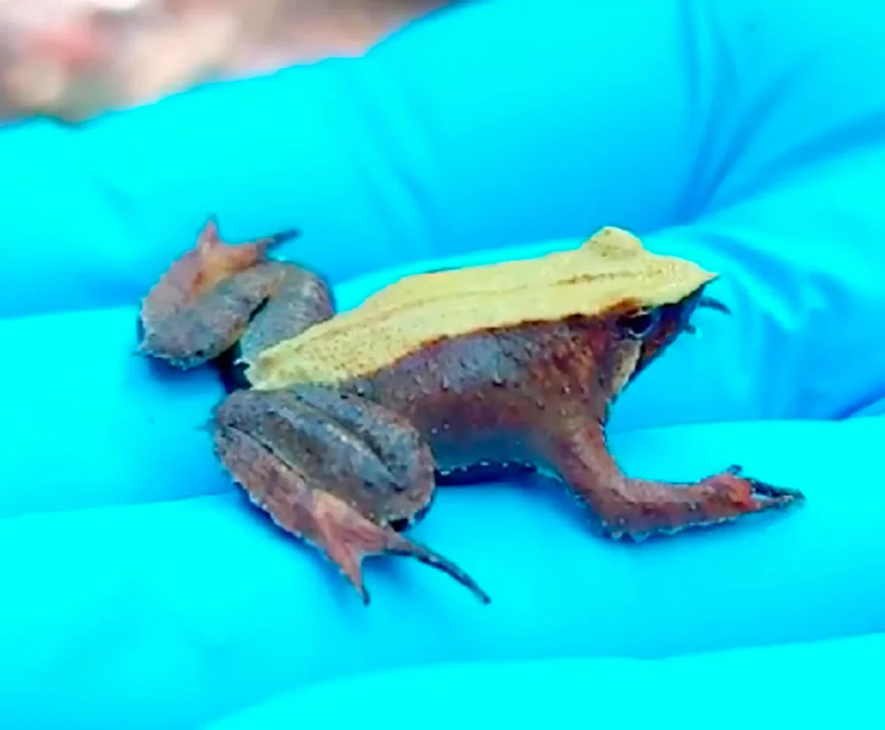 Contraloría toma razón de decreto devuelto por gobierno de Kast: Aprueba plan de conservación de Ranita de Darwin