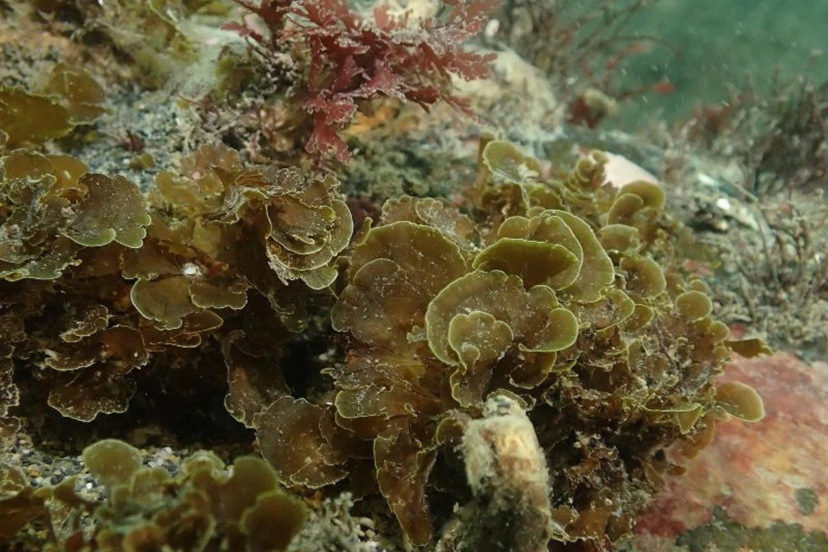 Isla Grande de Tierra del Fuego celebra histórico primer hallazgo de 