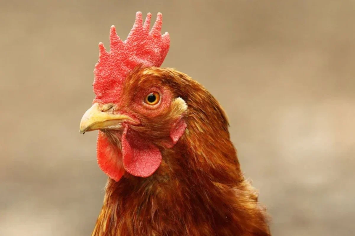 Nuevo caso de influenza aviar H5N1 