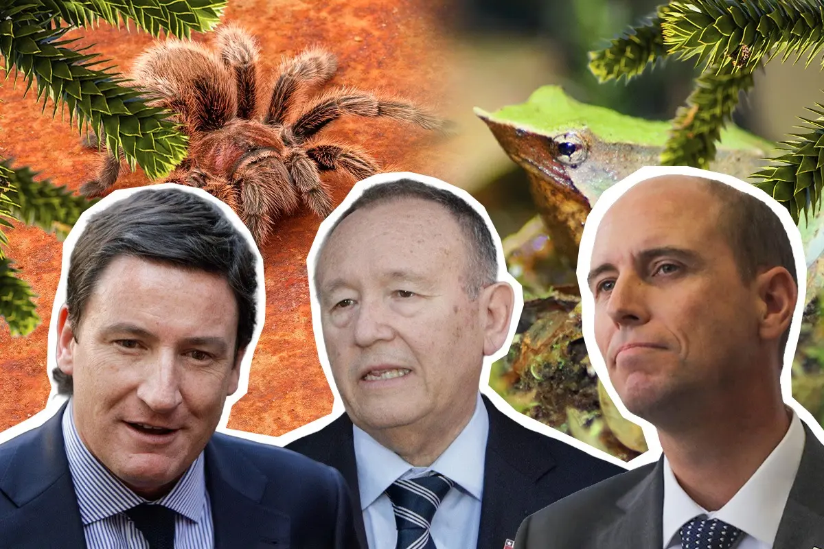 Contra ranita de Darwin, araucarias y araña pollito: la defensa del gobierno a la motosierra ambiental sin sustento en los hechos