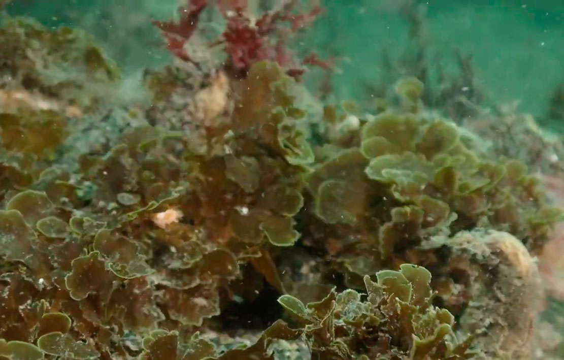 Registran por primera vez en Chile la presencia del “alga abanico” en la zona austral