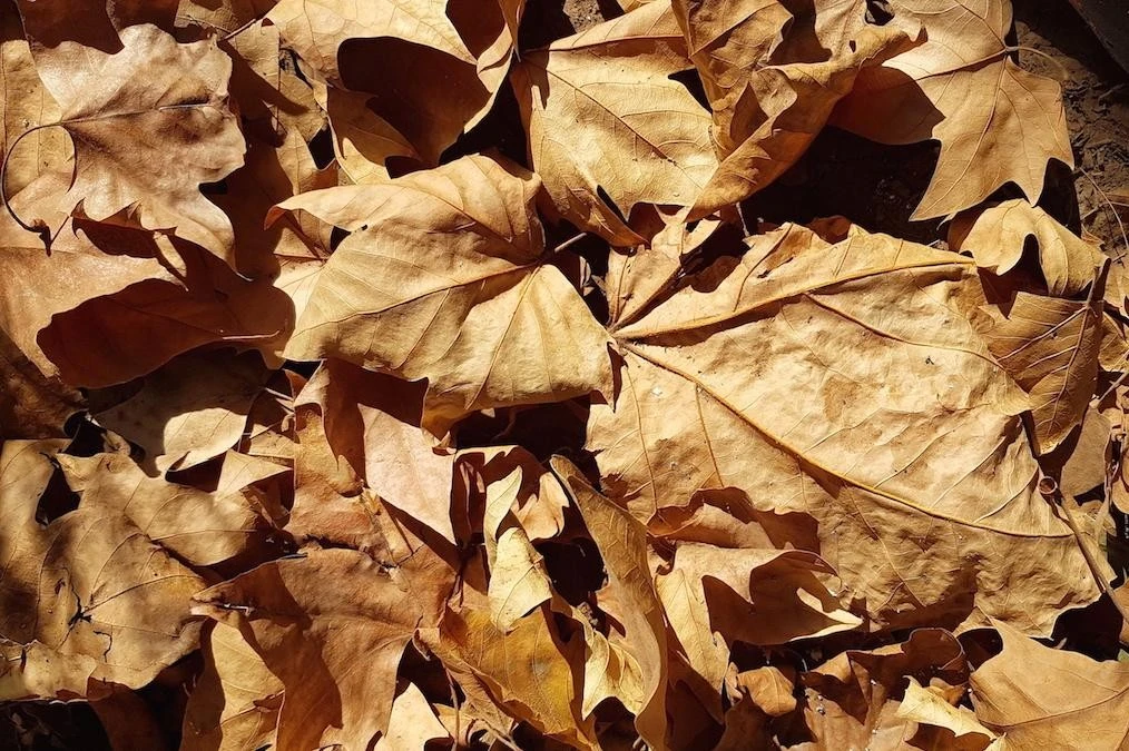 Alergias y plaga de chinches: Las desventajas del plátano oriental y las especies nativas que pueden cumplir su función