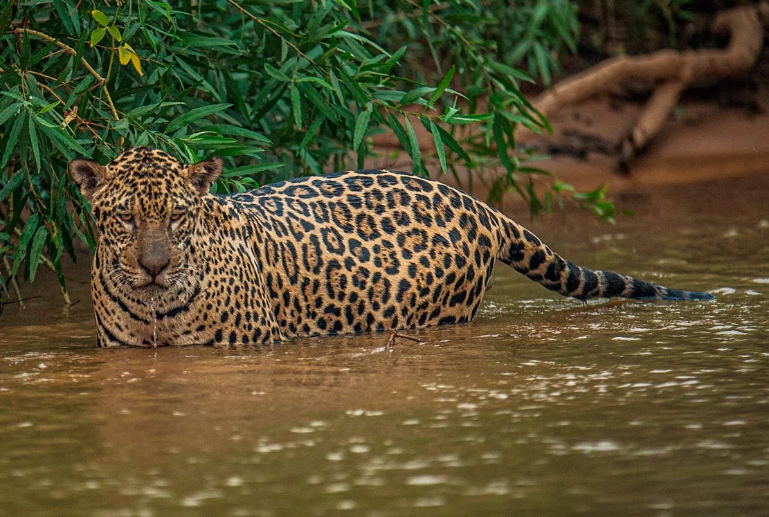Gobierno de Lula da Silva en Brasil amplía en 70% dos áreas protegidas en el Pantanal para combatir cambio climático
