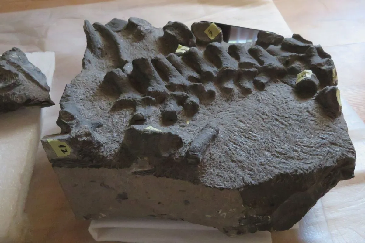 Registran por primera vez en Chile fósil de plesiosaurio de 170 millones de años en Calama: Hallazgo cuestiona origen europeo