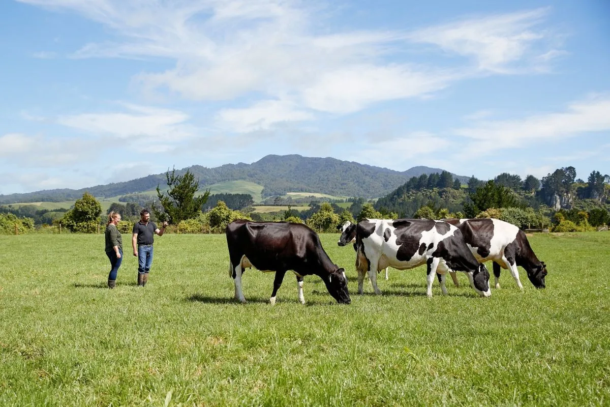 El snack chileno hecho de carne de libre pastoreo y sin sellos que promueve la sostenibilidad ambiental