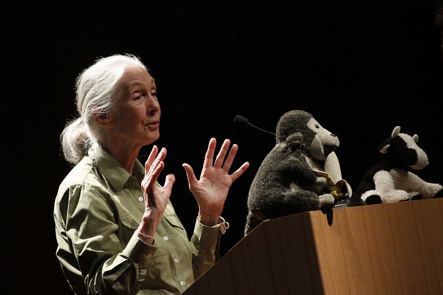 Jane Goodall respalda dichos de veganos sobre peces sintientes: Pueden jugar hasta a la pelota