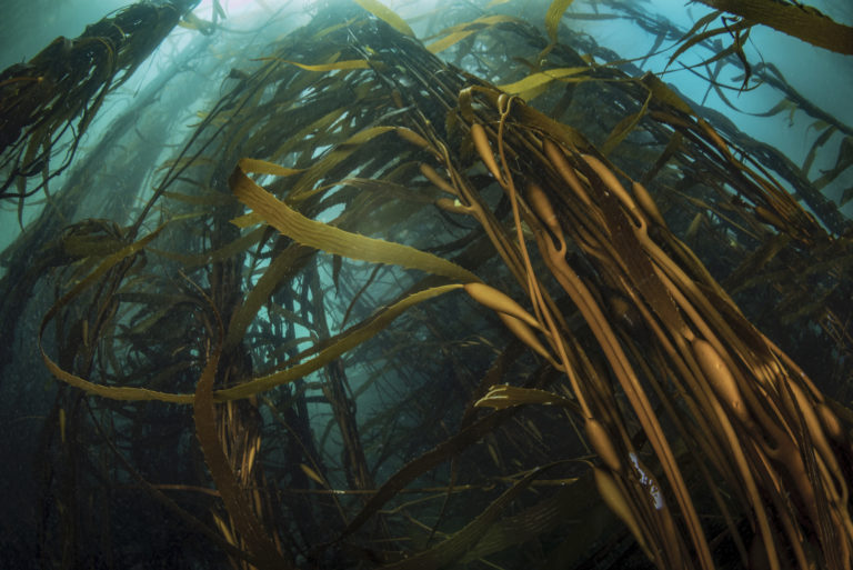 Reforestación submarina: Siembran huiro para limpiar contaminadas aguas de Puchuncaví