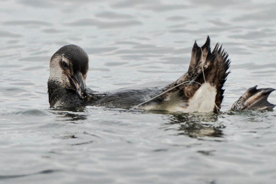 36 pingüinos varados en Antofagasta: Entregan dos recomendaciones claves para cuidado de fauna marina