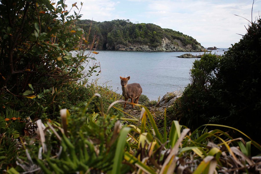 Contra ataques de perros y atropellos a pudús en Chiloé, ofrecen $30 millones