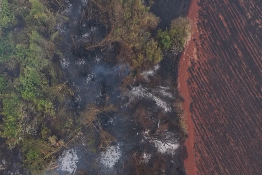 Sequía y ganadería en la mira por incendios en Amazonía: 2,5 millones de hectáreas quemadas en agosto