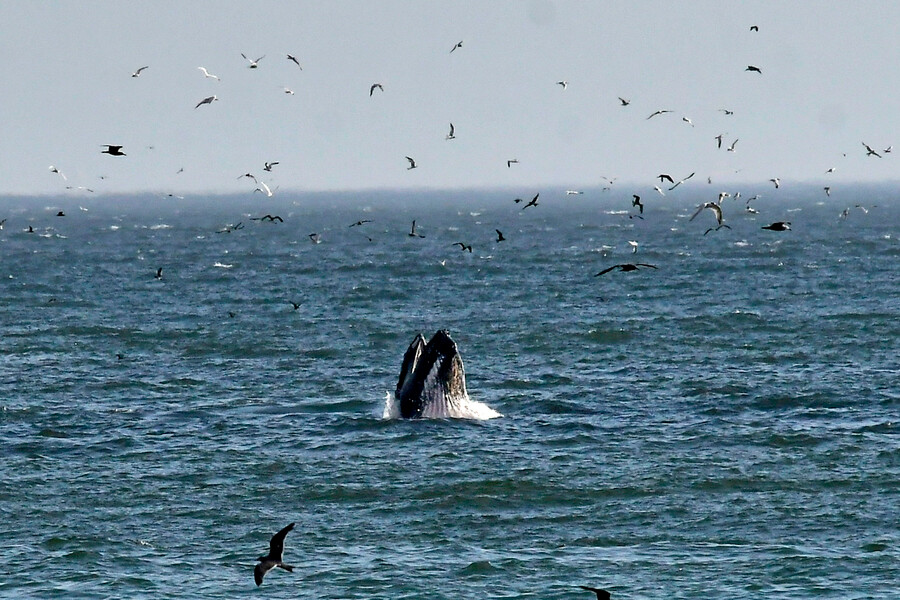 Si no paga la cuota, Chile no podrá votar contra la caza de ballenas en reunión internacional clave