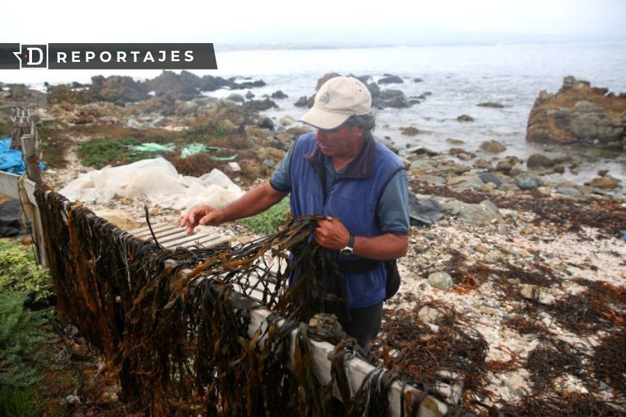 Acusan que derecha desconoce a algueros en nueva Ley de Pesca por no aparecer en la RAE