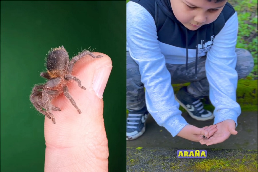 VIDEO| Piden cuidar mini araña pollito que solo existe en un cerro de Chile y se vende por $ 150 mil