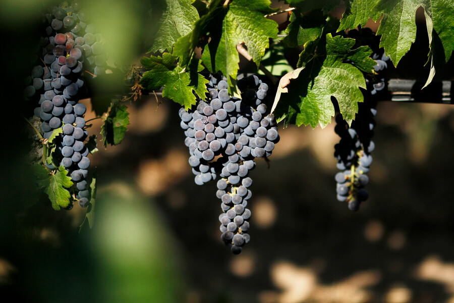 Salmón y vino chileno escapan del calor: Cultivos se corren al sur ante crisis climática