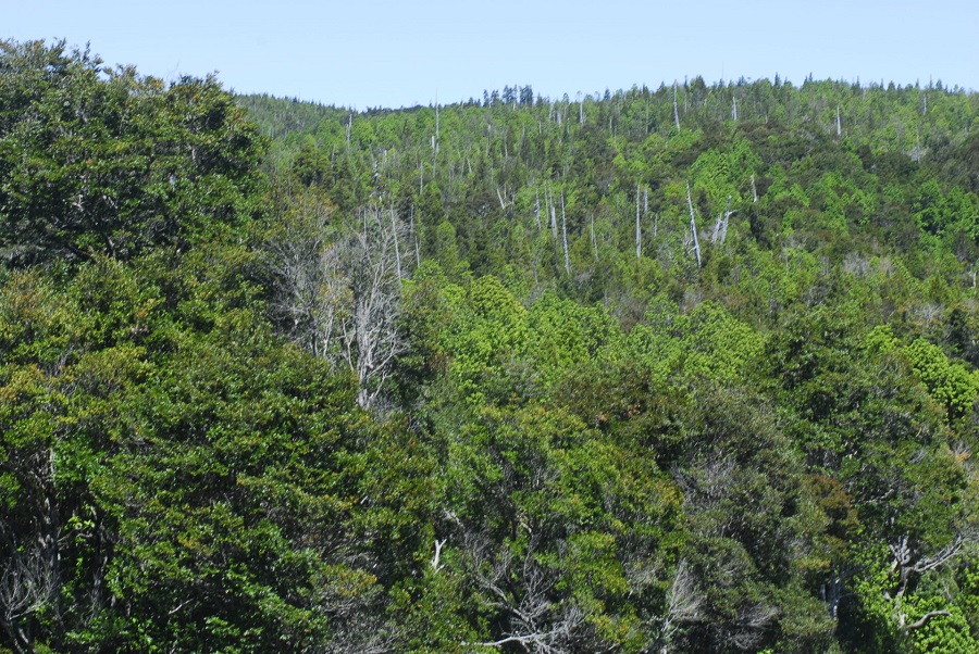 Campesinos de Ñuble a Los Lagos plantaron 3 millones de árboles en 3 años y buscan vivir del bosque