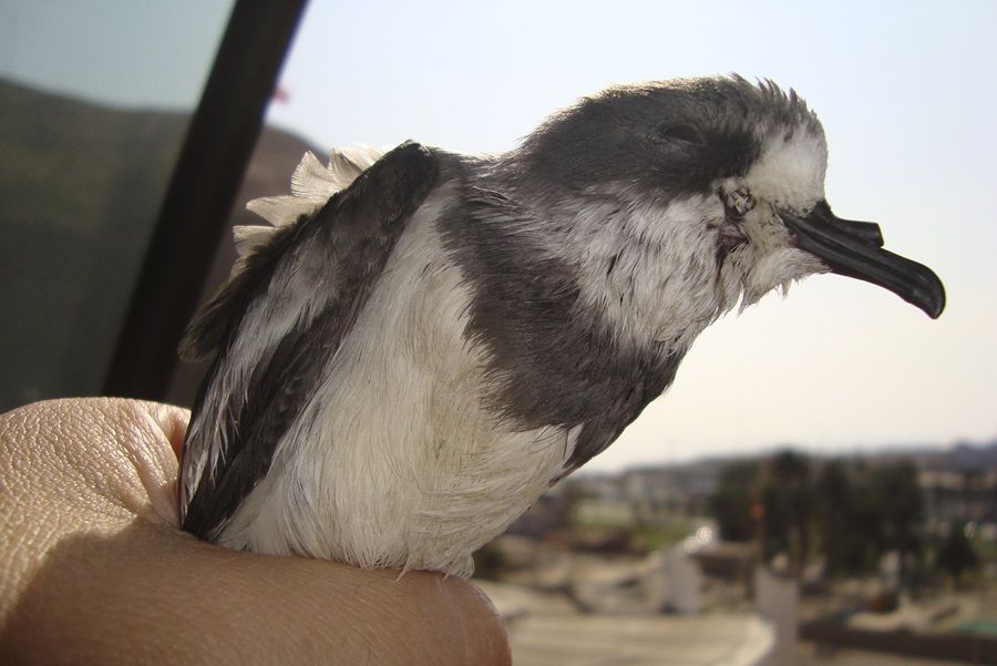 Aves murieron contaminadas tras entrar a piscinas industriales de SQM: SMA ordena medidas