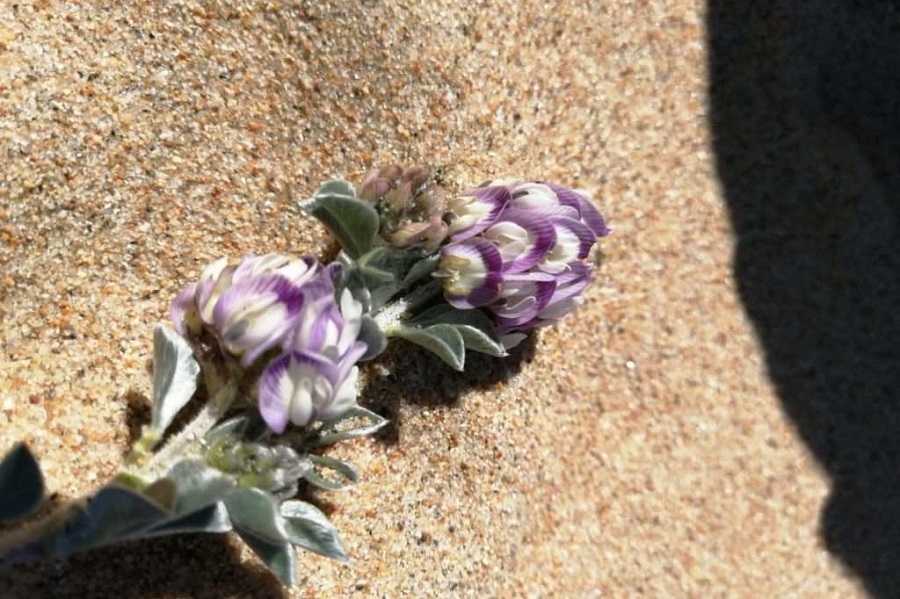 Familia vinícola busca quitar protección a dunas del Tabo, hogar de flor única en el mundo