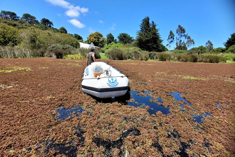 Exceso de nutrientes y floraciones de algas: Revelan deterioro de lagos en el centro sur de Chile