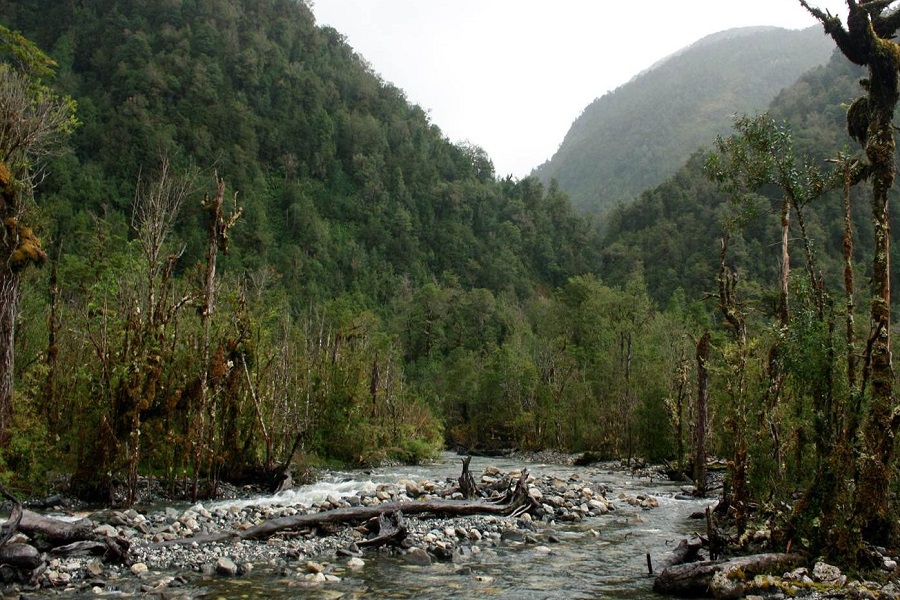 Floreo para leña y parcelas amenazan bosques patagónicos, que capturan más carbono que la Amazonía