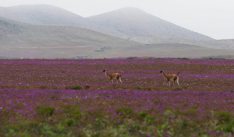 Científica anticipa que habrá desierto florido en primavera, tras lluvias de invierno