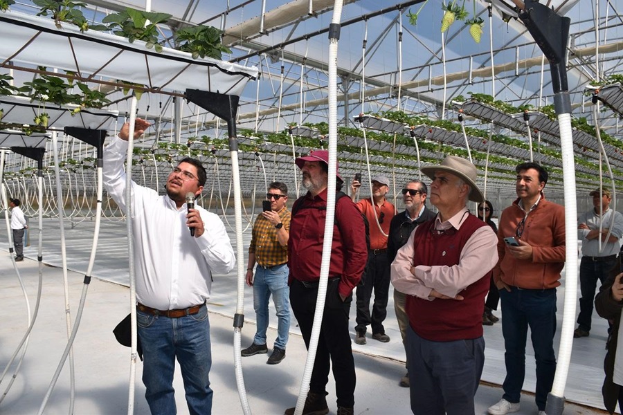 Abren invernadero de alta tecnología en región con más sequía de Chile, para cultivar con poca agua