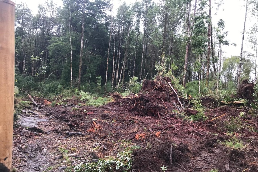 VIDEO| Vecinos de Puerto Montt denuncian retroexcavadoras que derriban árboles nativos en humedal