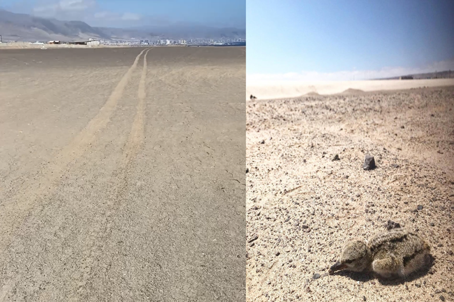 Otra de motoqueros: Pisaron zona de nidos de ave en monumento La Portada de Antofagasta