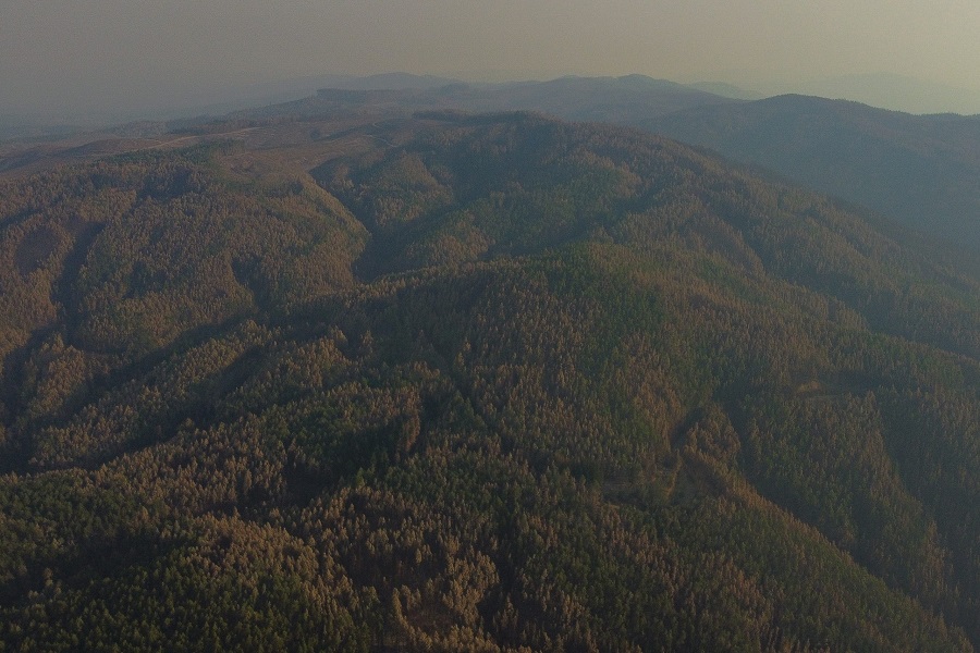 Modelo forestal de Pinochet: Analizan impacto de decreto que reemplazó bosque nativo por monocultivo