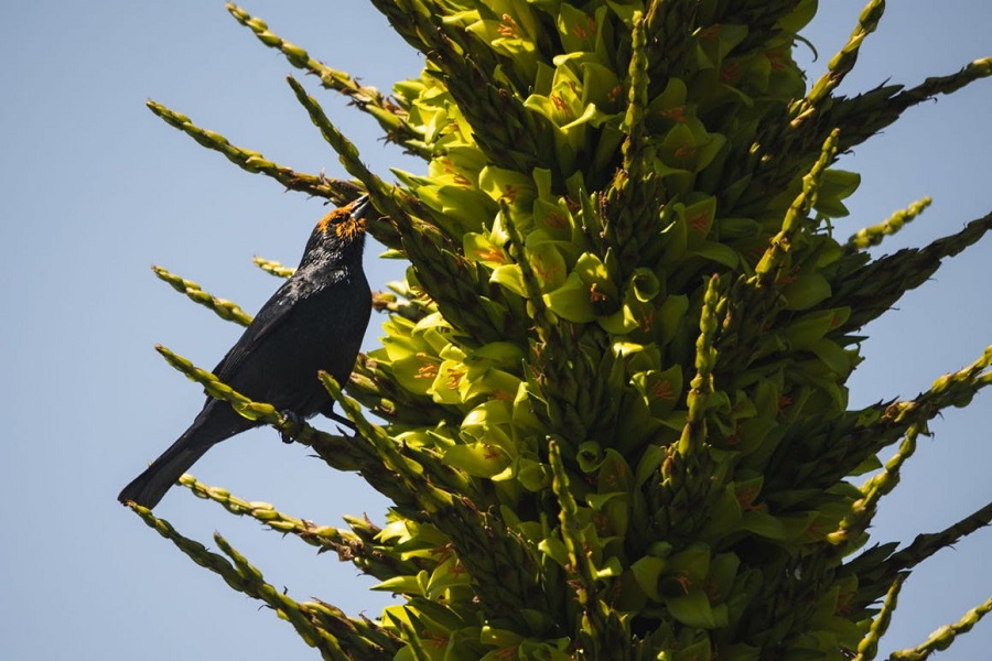 Turismo de flores: Los nuevos destinos que se levantan para feriados largos de primavera