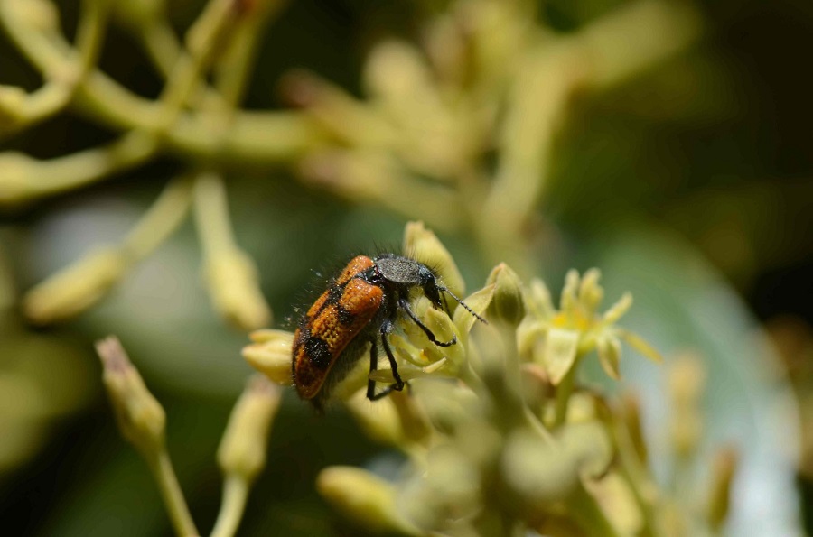 Palteros reemplazan plaguicidas por flores nativas y aumentan producción sin plantar más superficie