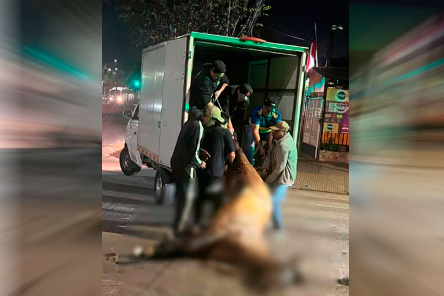 Renca se querellará por fatal maltrato animal: Yegua paseó a niños todo el día y muere en la calle