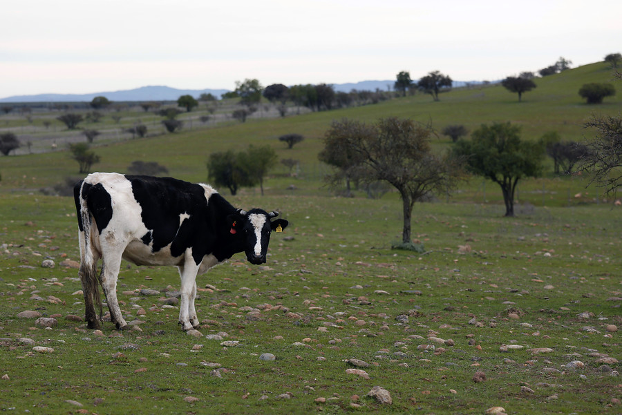 Cambiar dieta de las vacas y procesar estiércol: Medidas de Chile para que la ganadería contamine menos