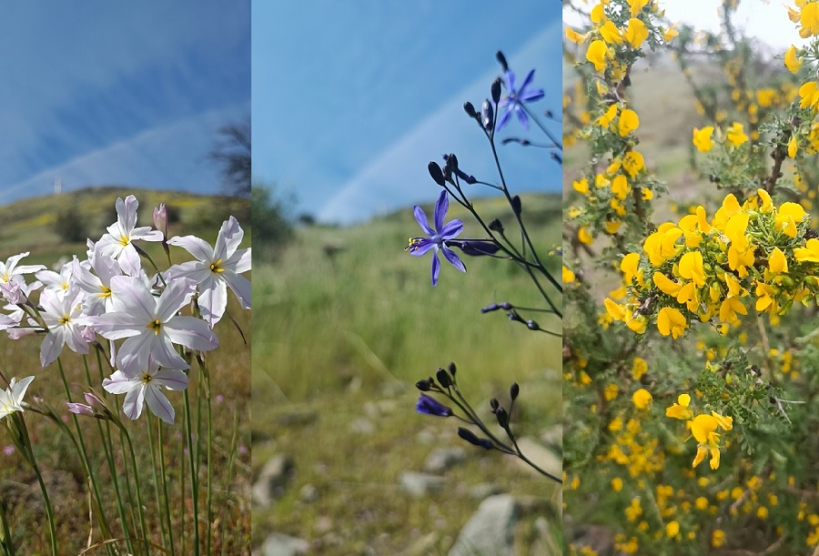 Desde yuyos hasta flores únicas: Cerros isla de Santiago se llenan de colores con la primavera