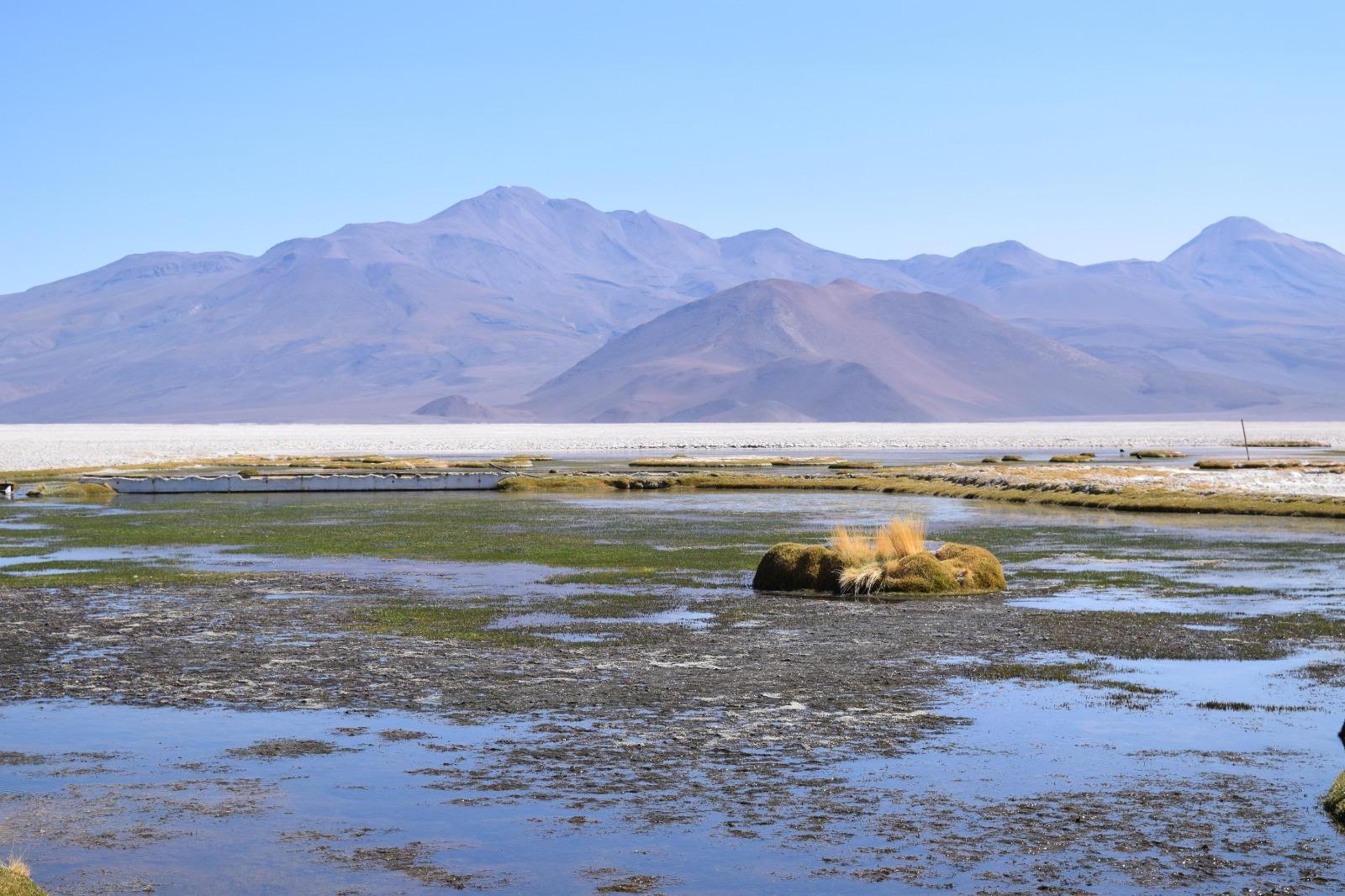 Ascotán: Salar donde vive pez único en el mundo entre los primeros 6 abiertos a industria del litio