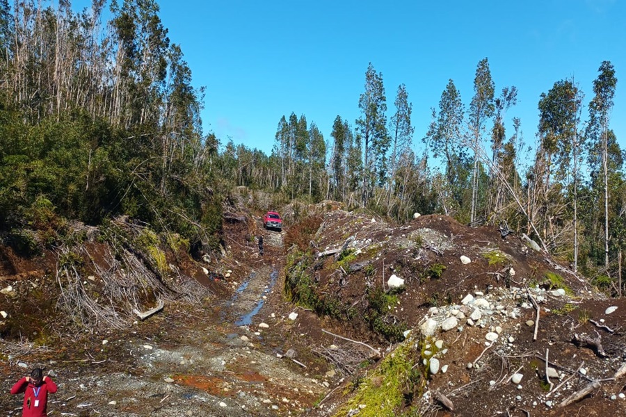 Microempresario forestal detenido por tala ilegal de bosque nativo: Tenía hasta aserradero móvil