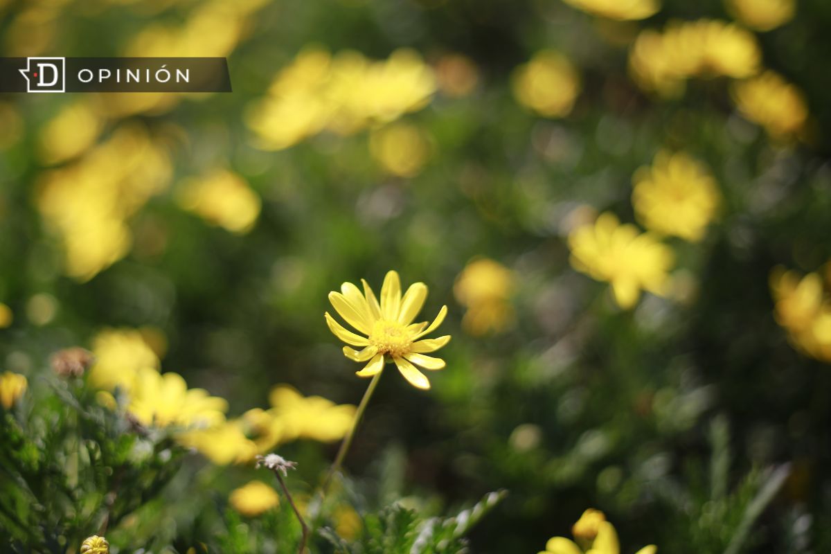 La primavera y su influencia en el estado de ánimo: El clima y la salud emocional