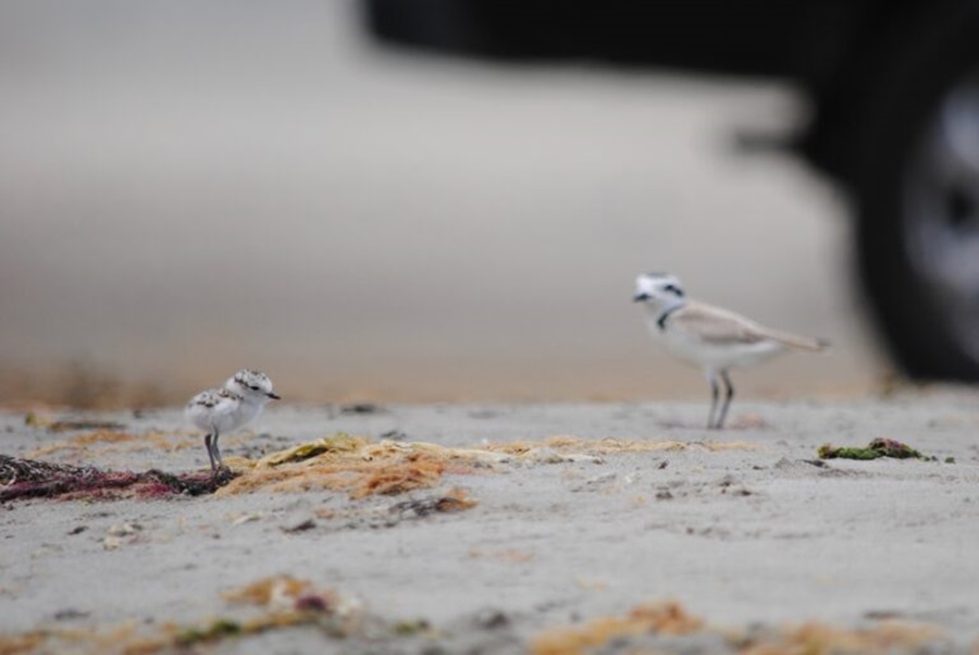 Atropello de aves en Ritoque activa debate por ley que sube multa a $300 mil y suspende licencia