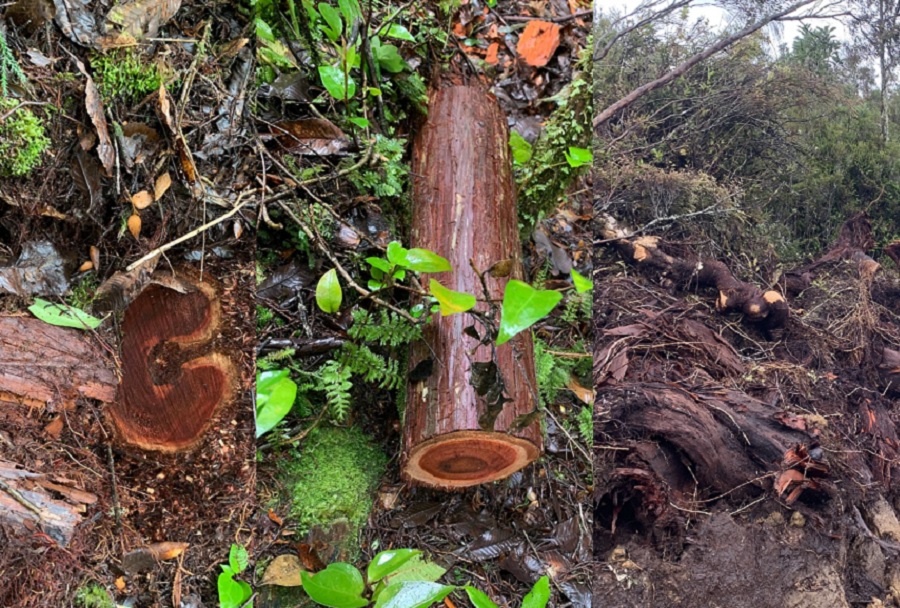 Develan tala ilegal de alerces en parcelaciones alrededor de Puerto Montt