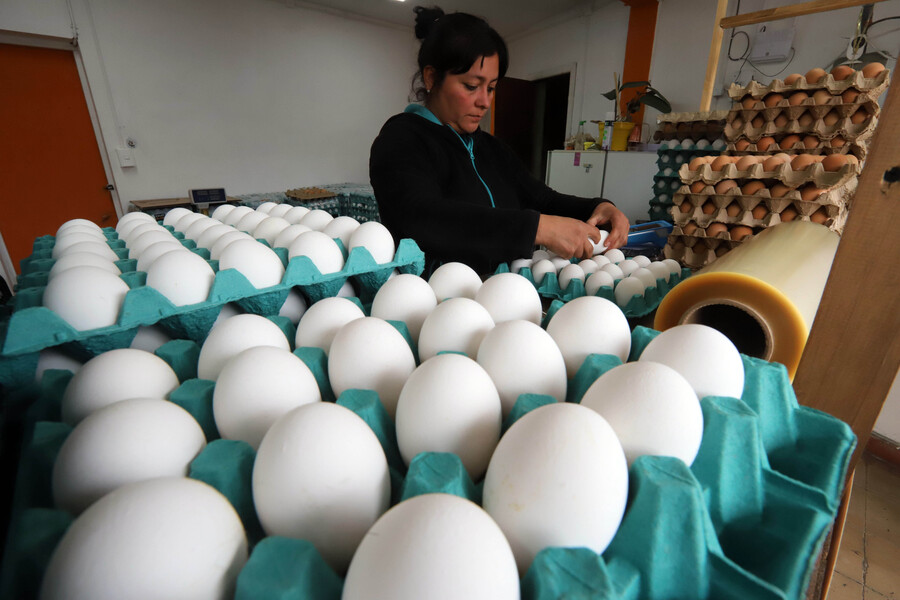 Alquilar un gallinero por $500 mil: la moda en auge en EEUU ante los cambios en el precio de los huevos