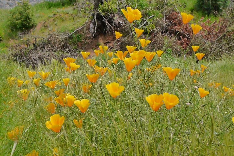 VIDEO| Flor peligrosa: Invade los cerros de Chile central y desplaza a la ortiga caballuna