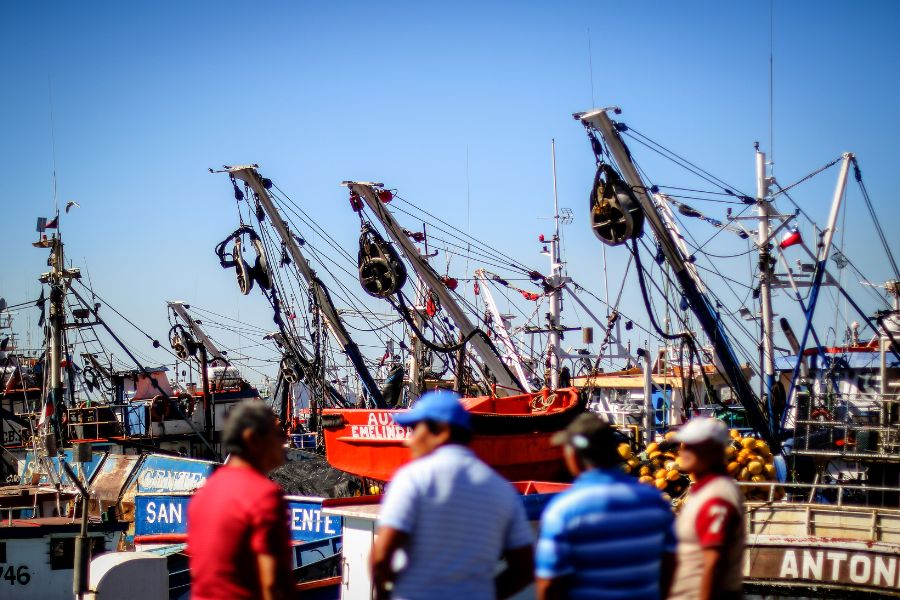 Pescadores artesanales celebran rechazo a moción de senador Saavedra (PS) para reponer pesca de arrastre de jibia