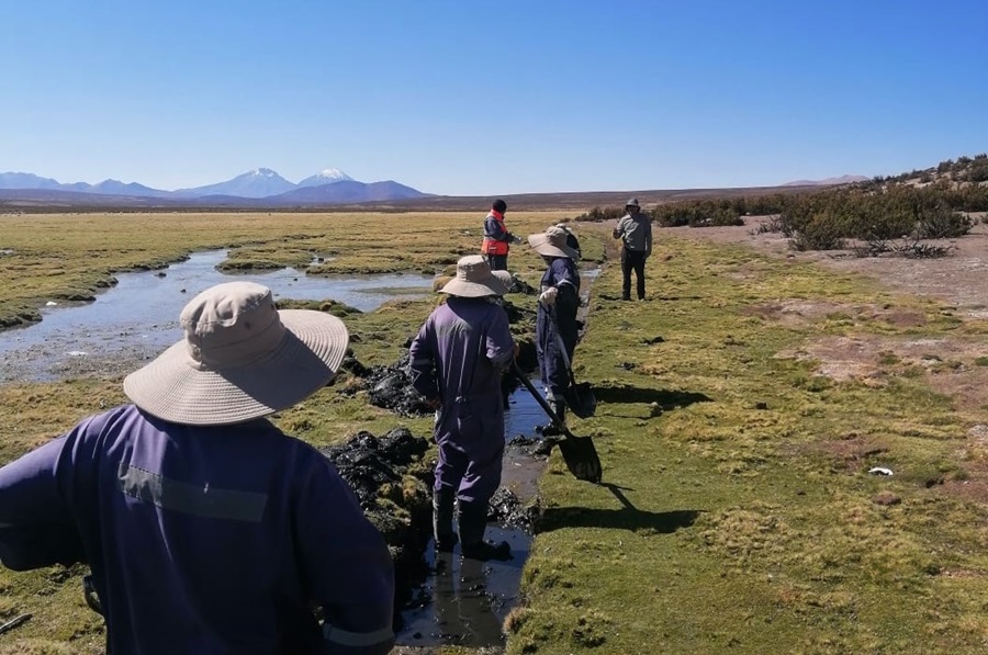 Trabajos en los bofedales del altiplano.